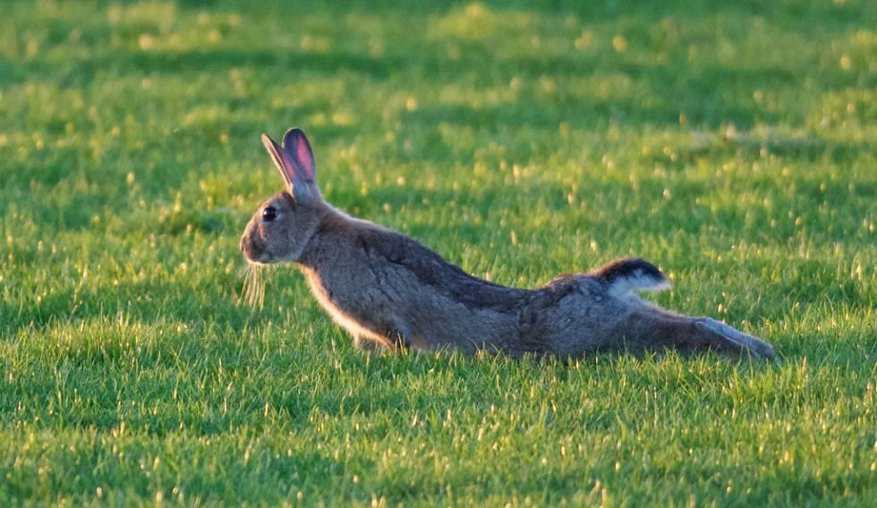 Niet iedere yoga leerling is even lenig