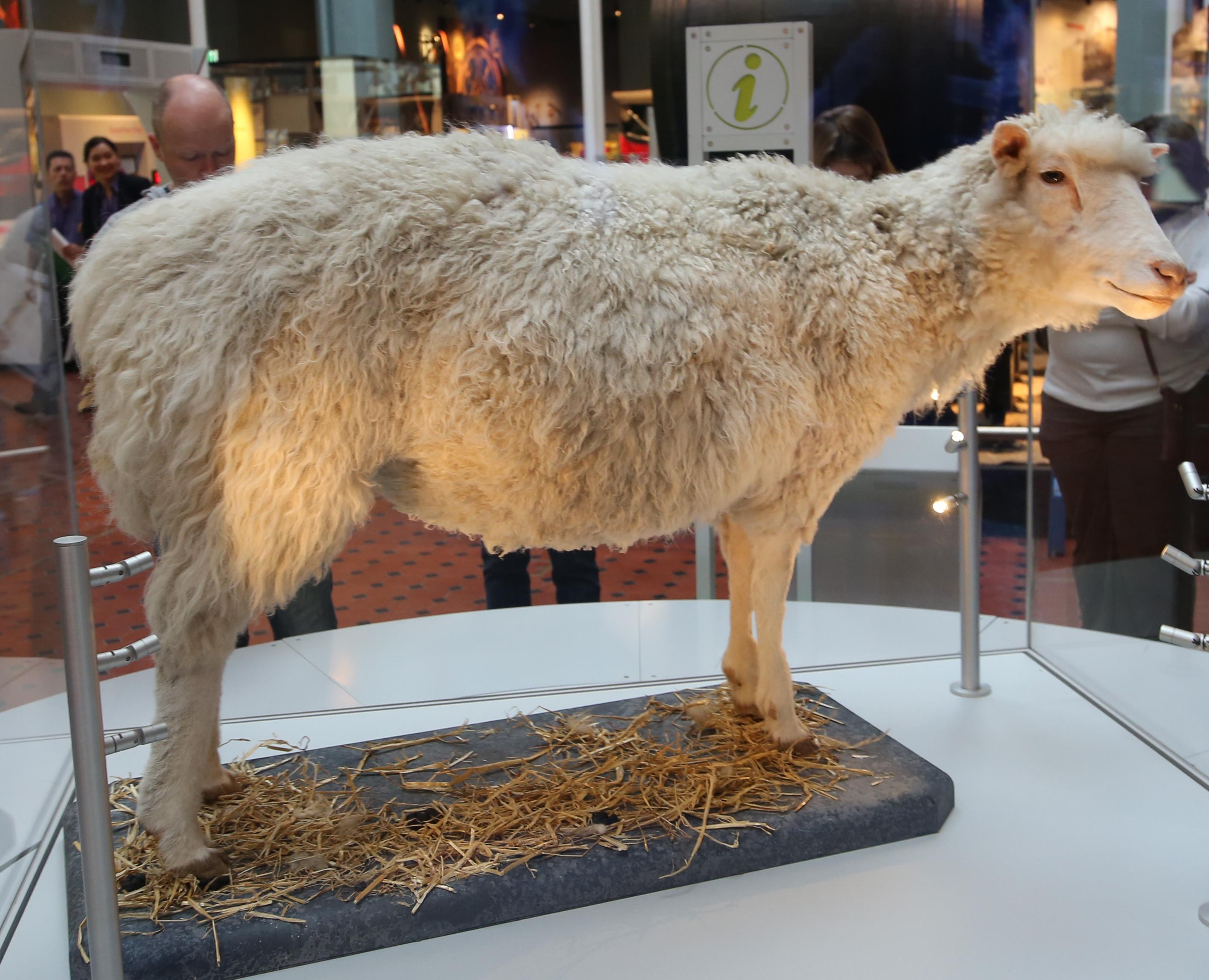Biologen blijven experimenteren met het klonen van dieren