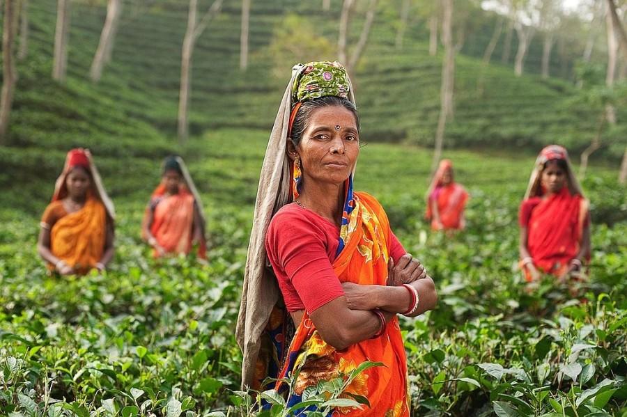 vrouwen op theeplantage