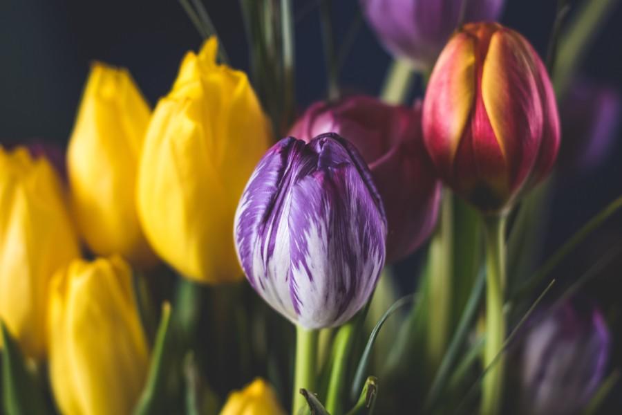 closeup opname van tulpen