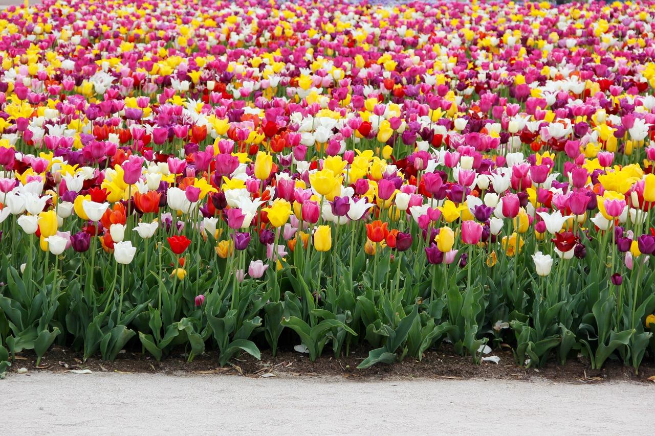 Nederlanders zijn gek op bloemen