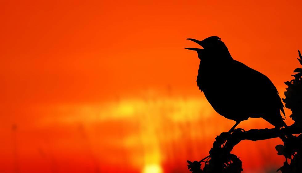 Zingen als een vogel