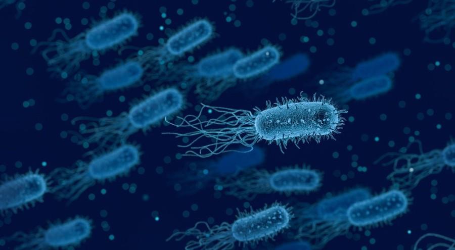 microscoop opname van bacterien