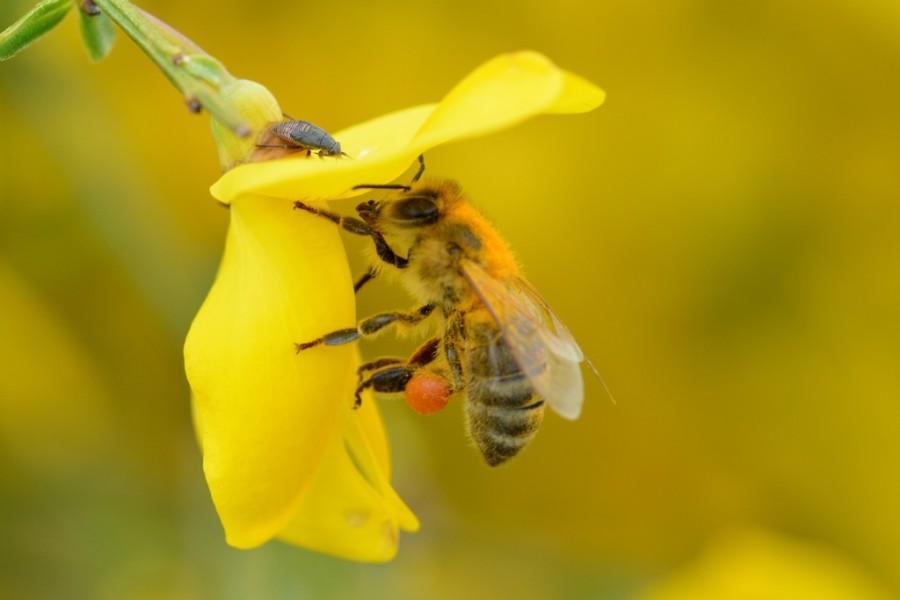 bij met pollen op narcis