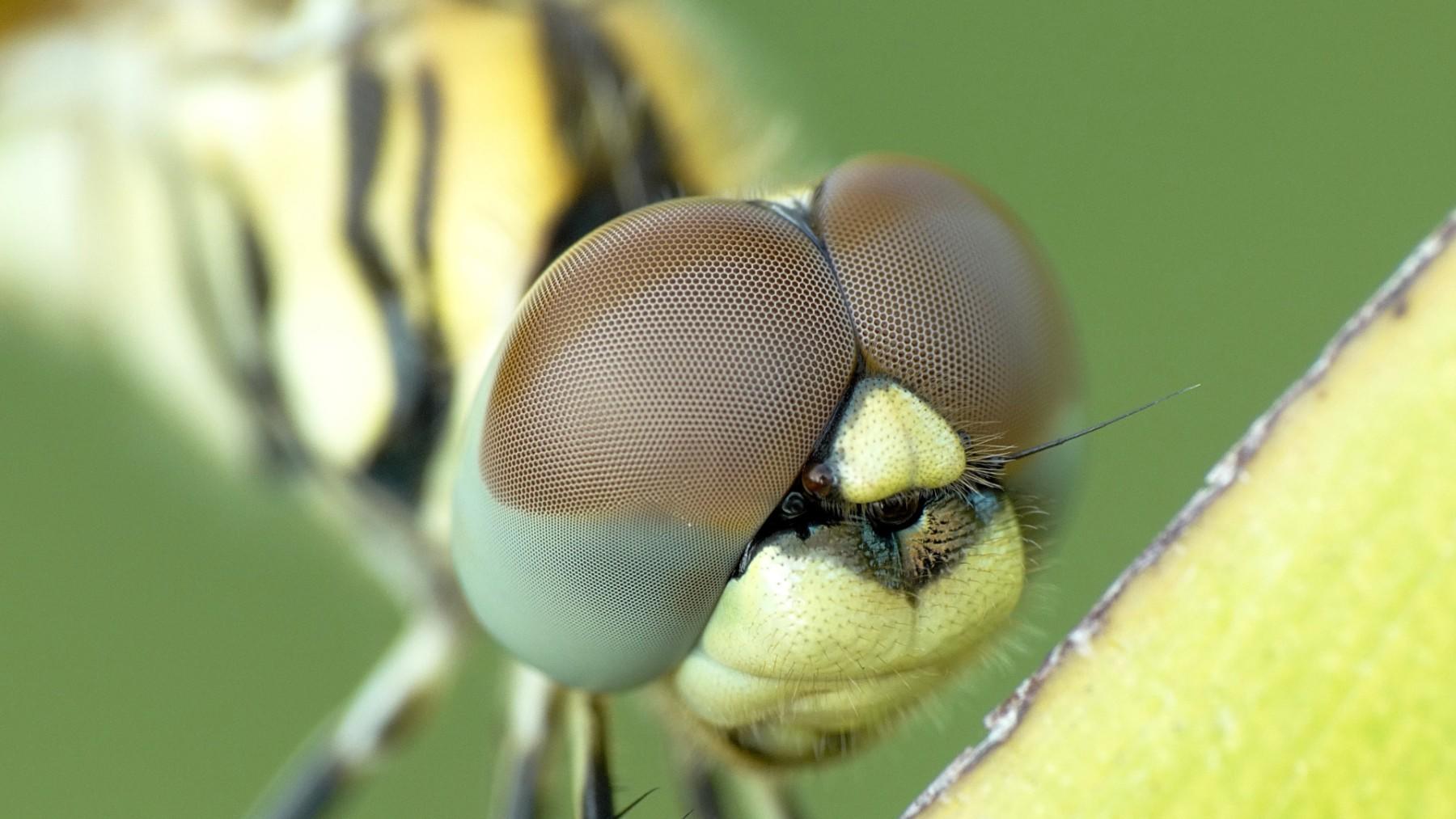 close-up van een libellekop