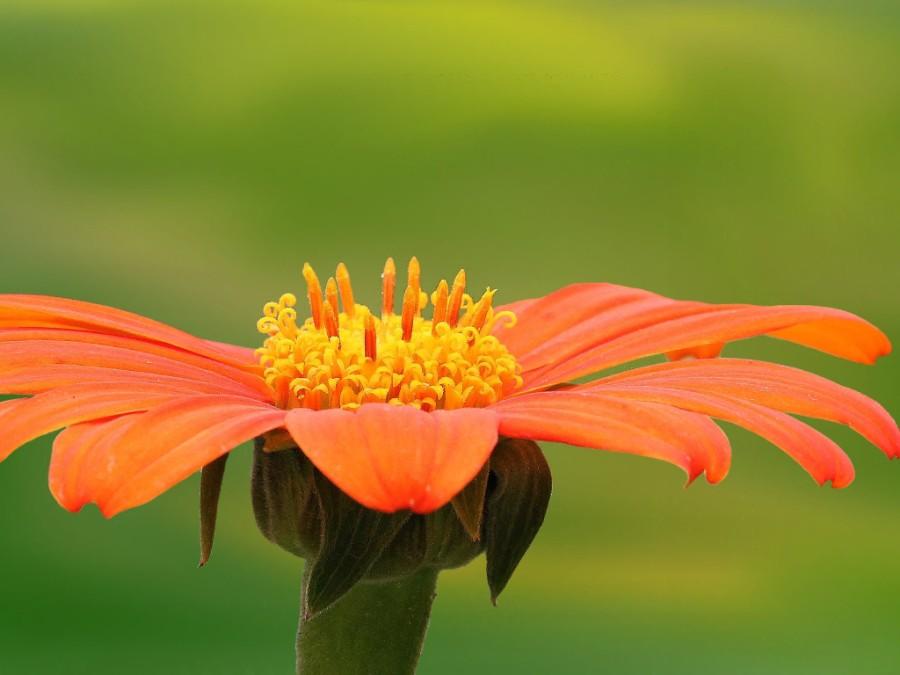 oranje bloem