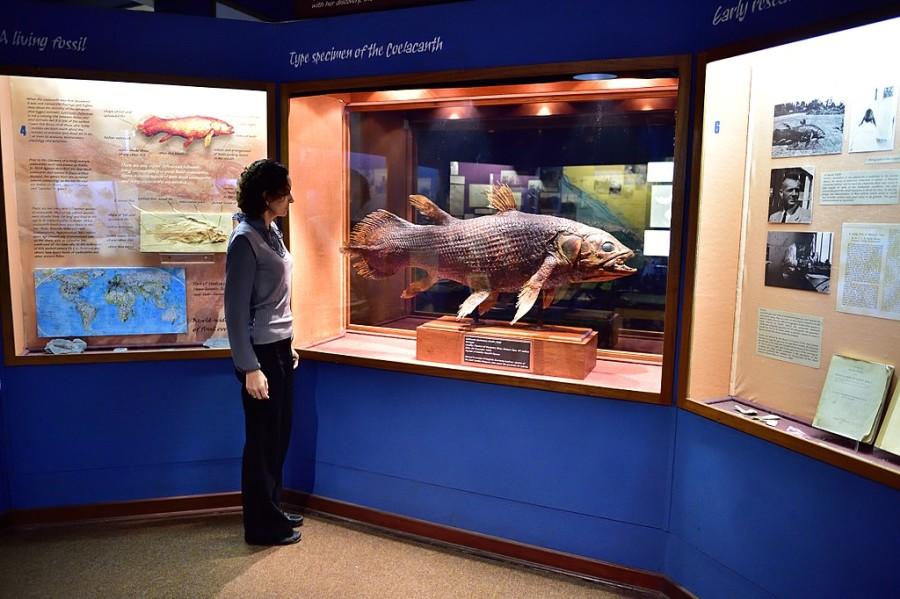expositie zeedieren East London Museum