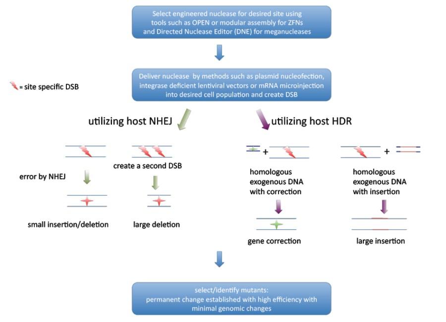 schema genoom editing