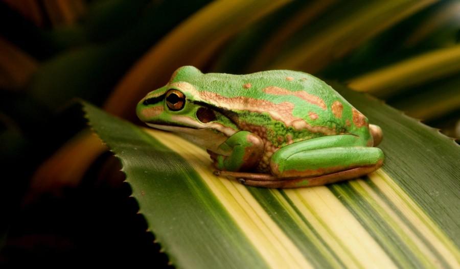 tropische kikker op blad