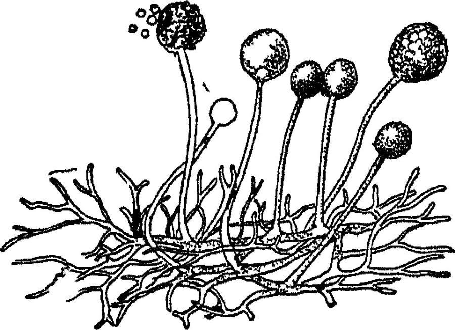 tekening van microorganismen
