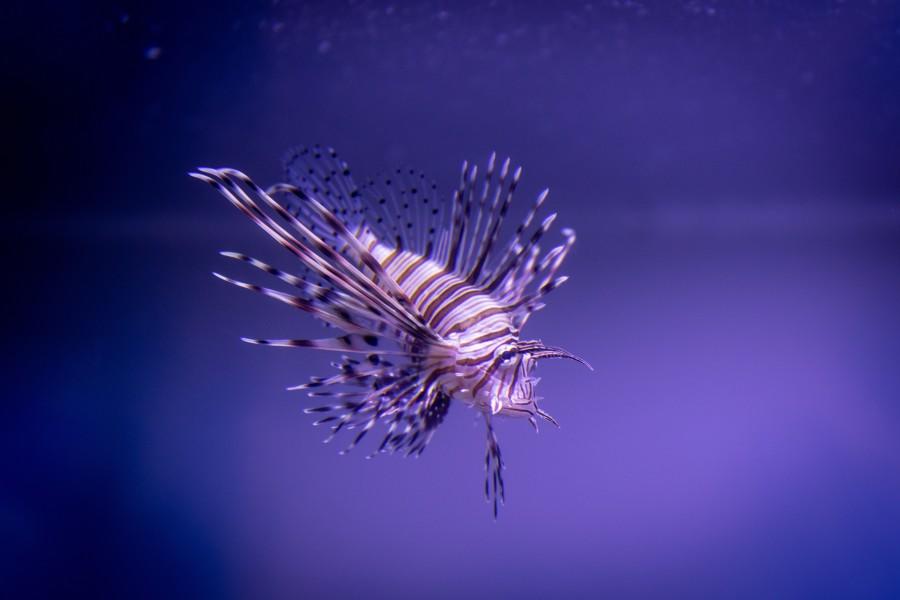 exotische vis