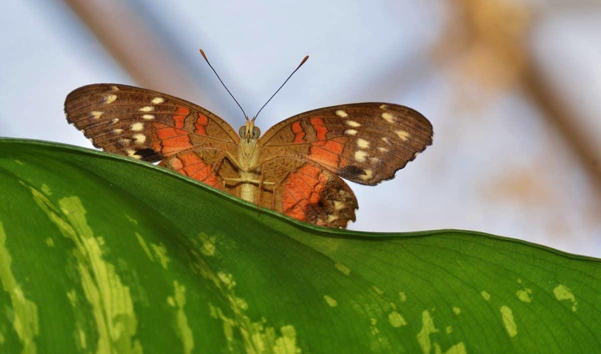 vlinder op blad