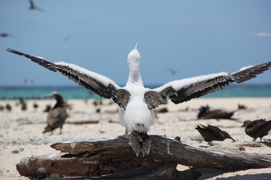 meeuw op het strand