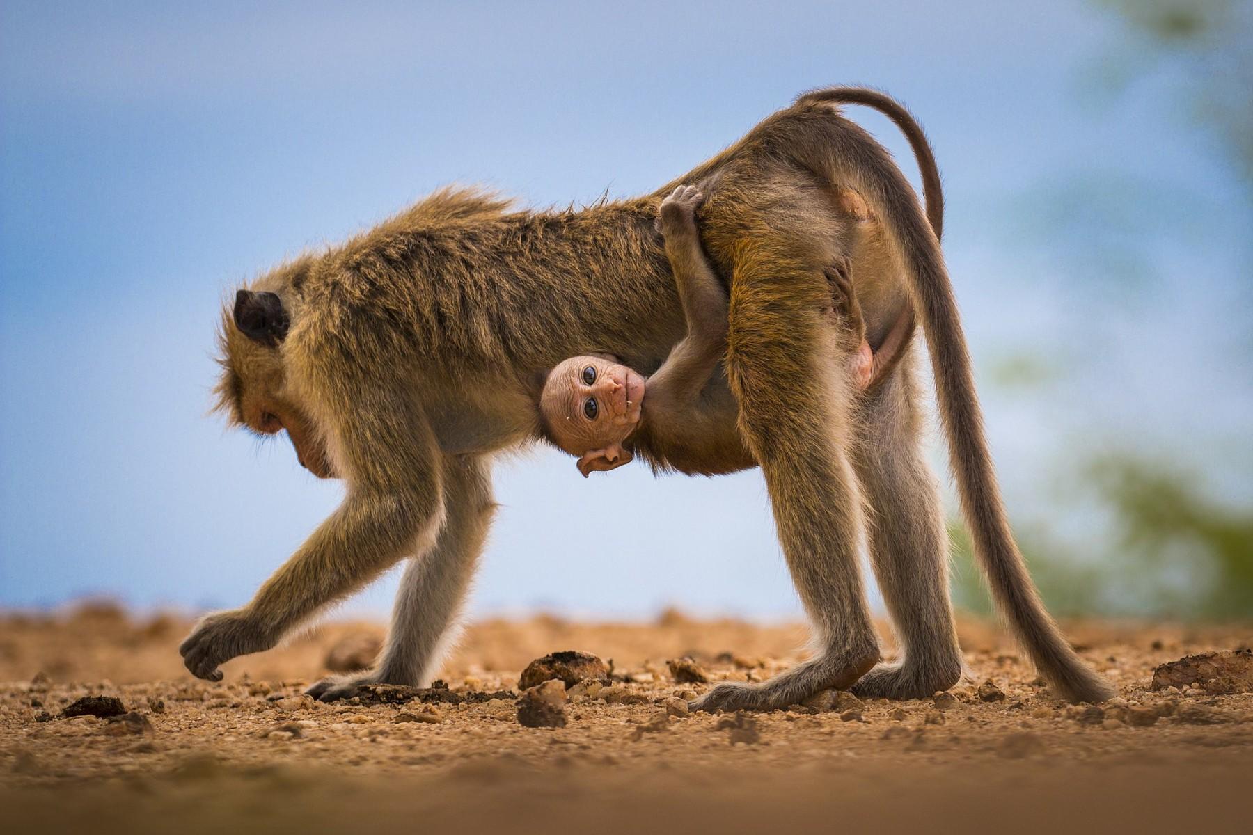 Macaque aap met jonge aap