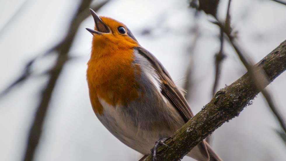 Zing als een vogel
