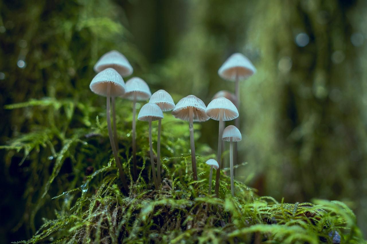 Fungi midden in een bos.