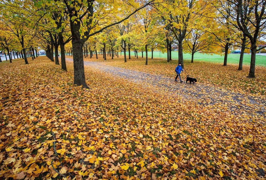 Let op de omgeving, terwijl je je hond uitlaat