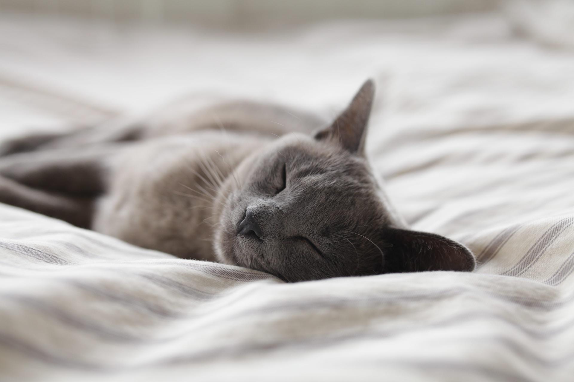een kat slaapt op een witte donzen deken