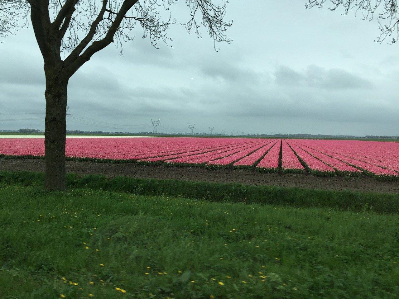 Zelfs in de kleinste provincie van Nederland kun je Spaans leren