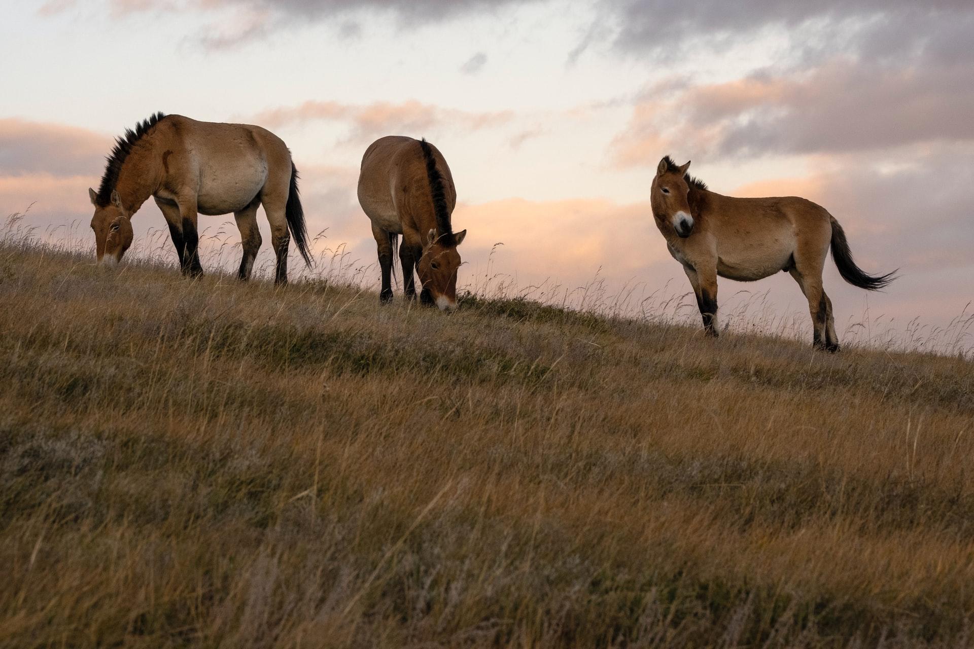 Wilde paarden in Mongolië.