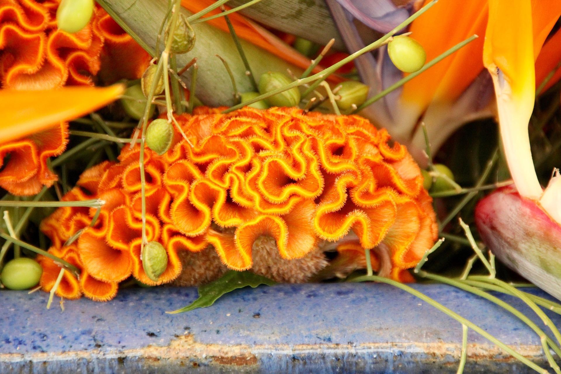 Brein afgebeeld in de natuur