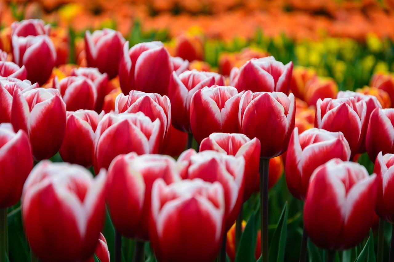 Tulpen.