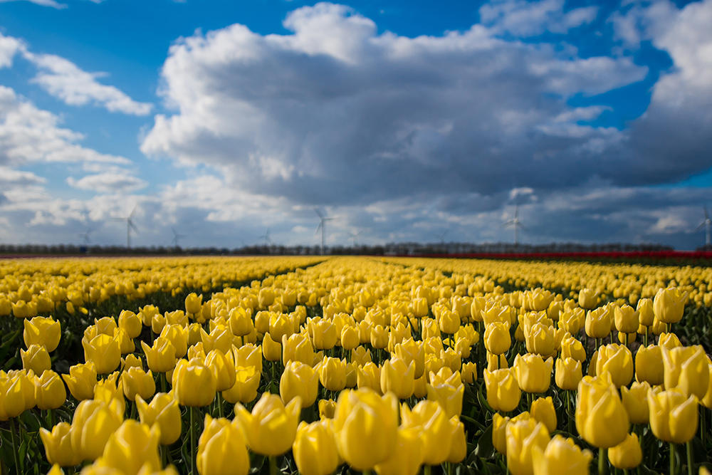 Een tulpenveld in Nederland