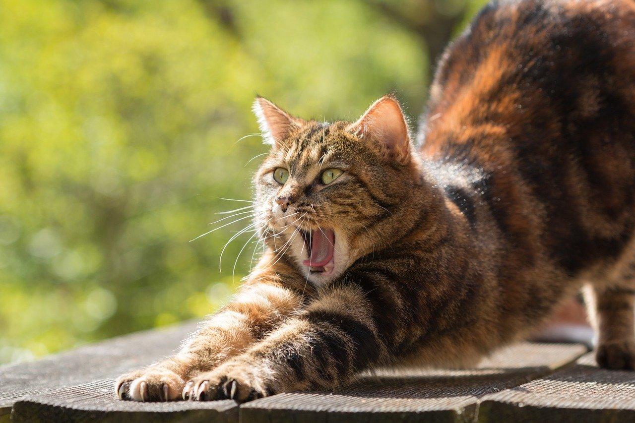 Konden we maar zo lenig zijn als een kat