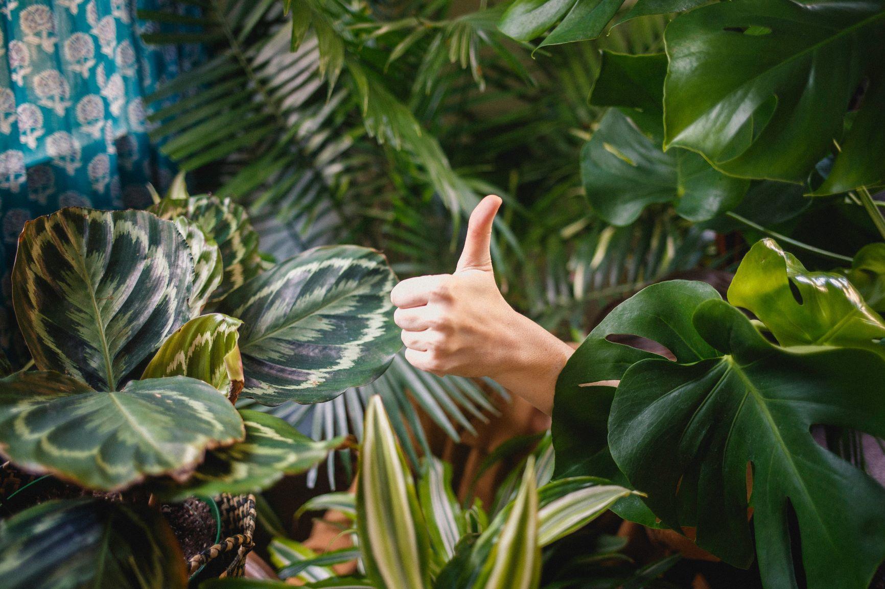 Thumbs up