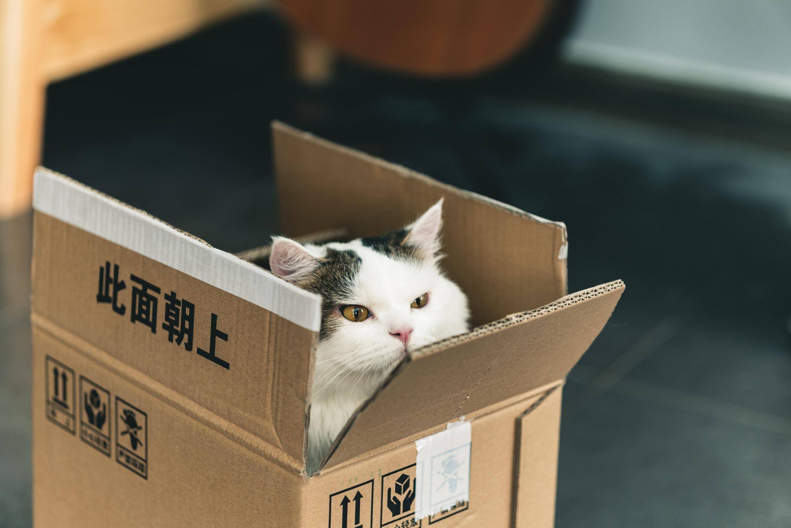 Een kat in een doos
