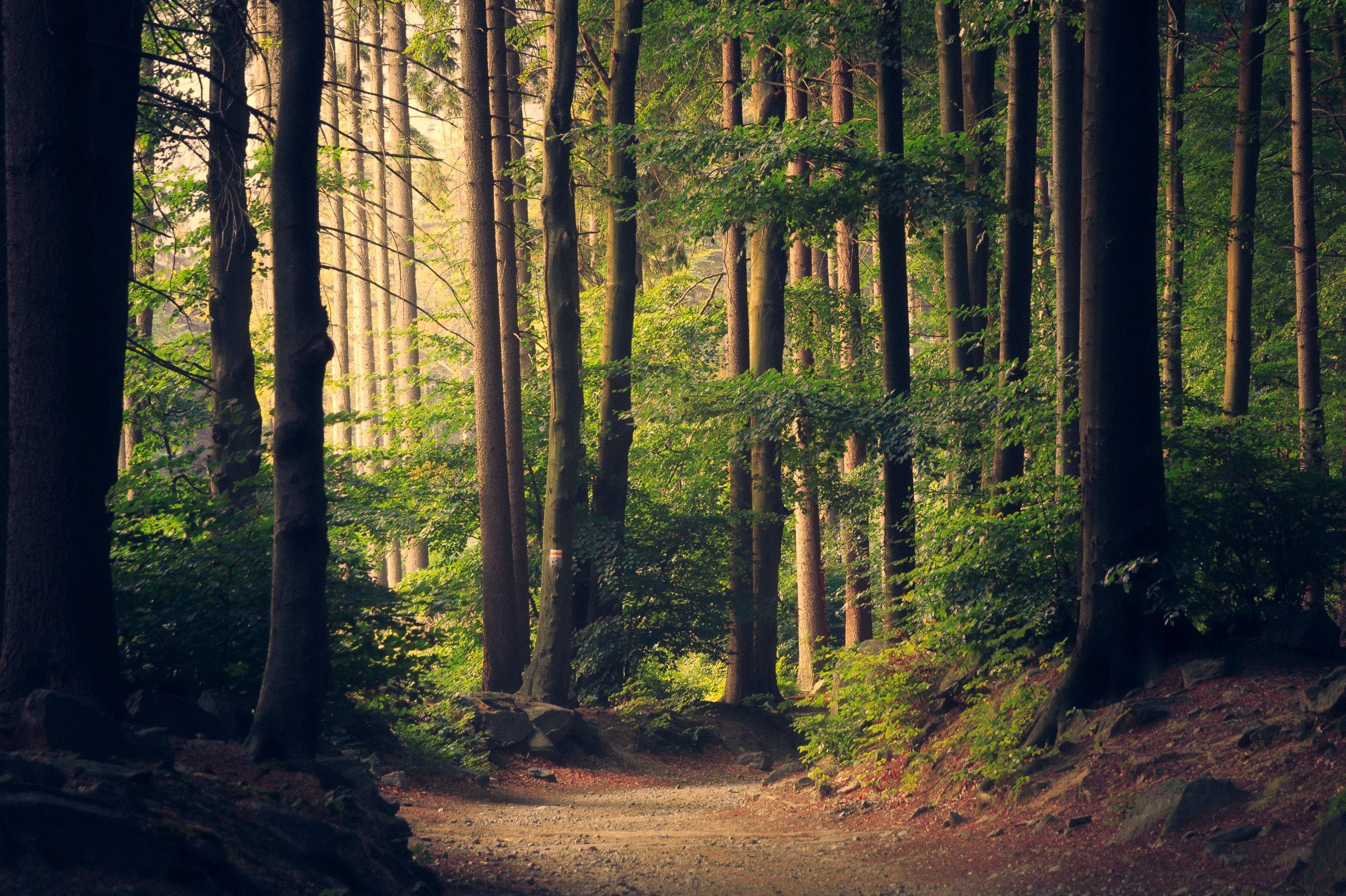 Bomen