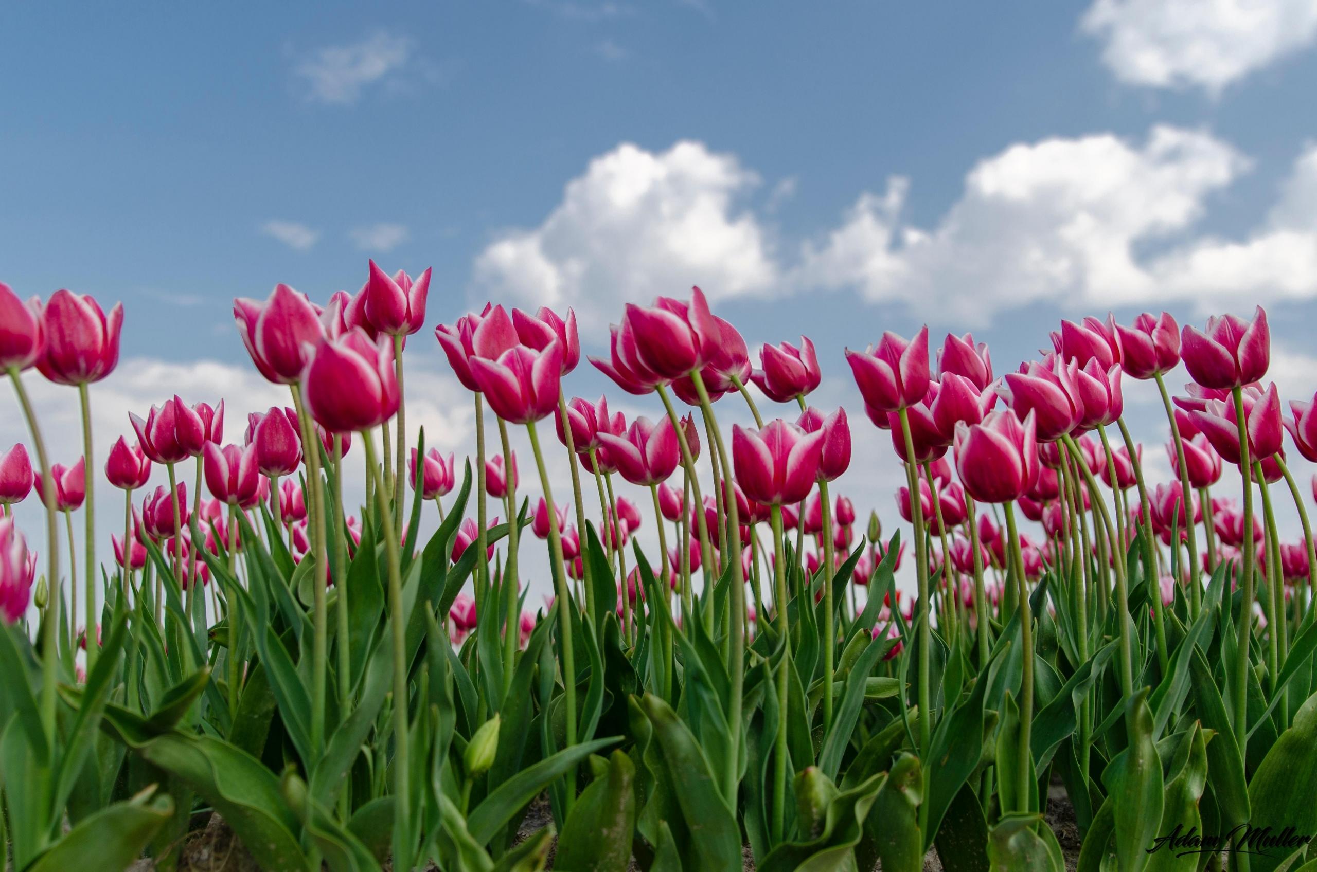 Tulpen