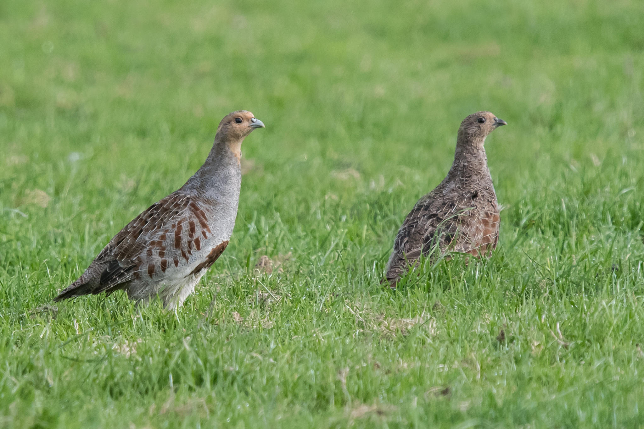 'Despite' en 'respite' worden anders uitgesproken