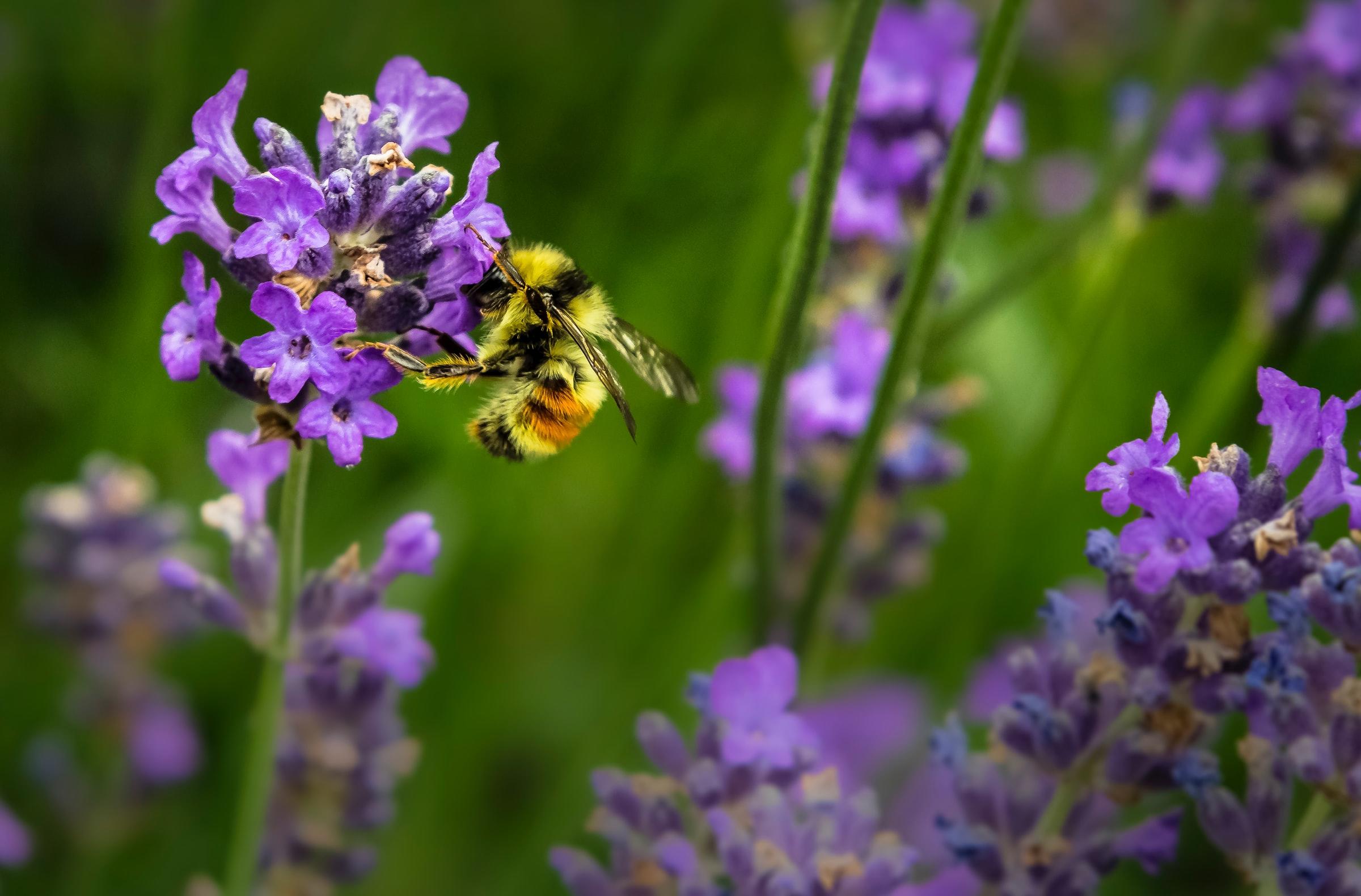 Een bij op een paarse bloem