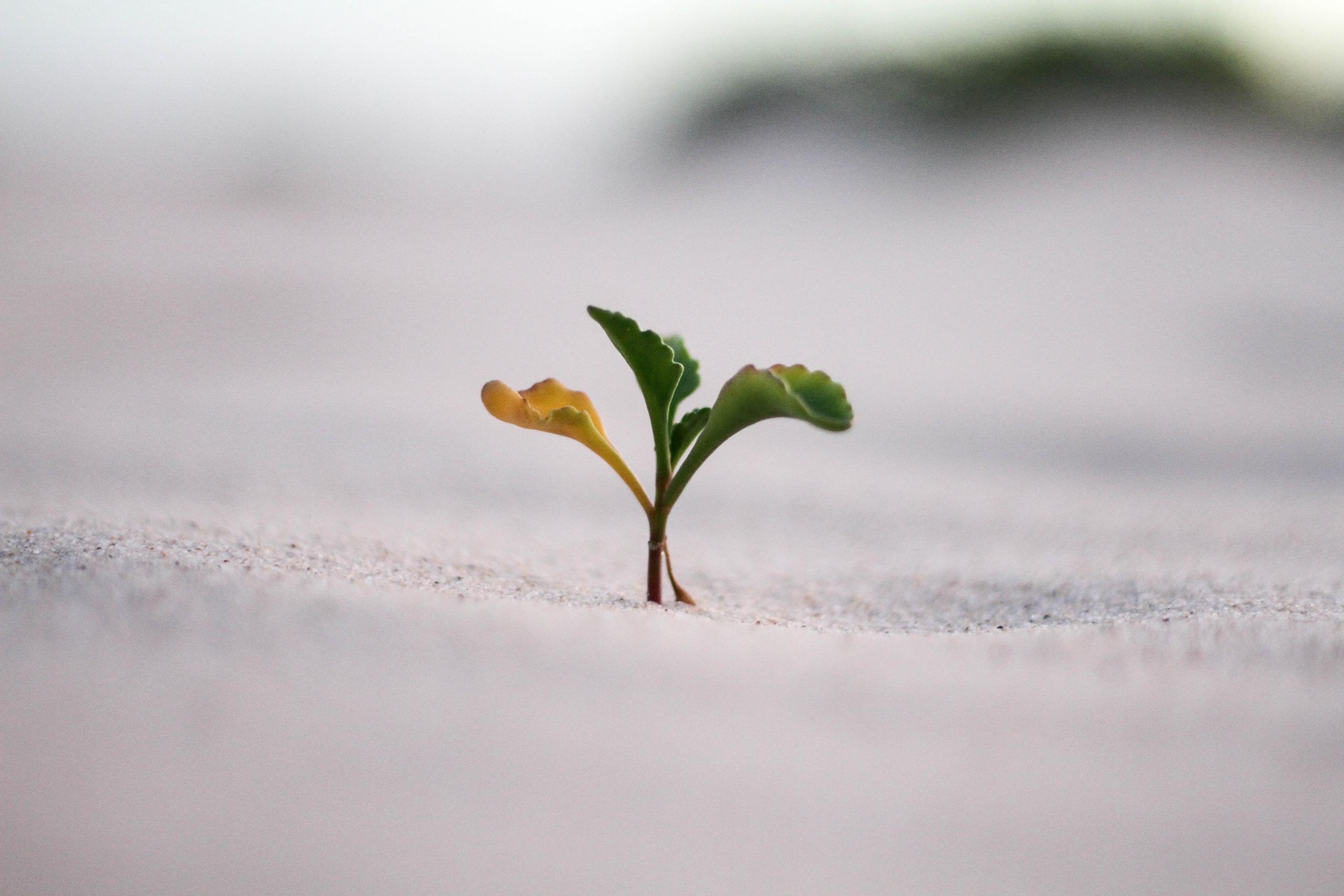 Een kleine plant ontkiemt
