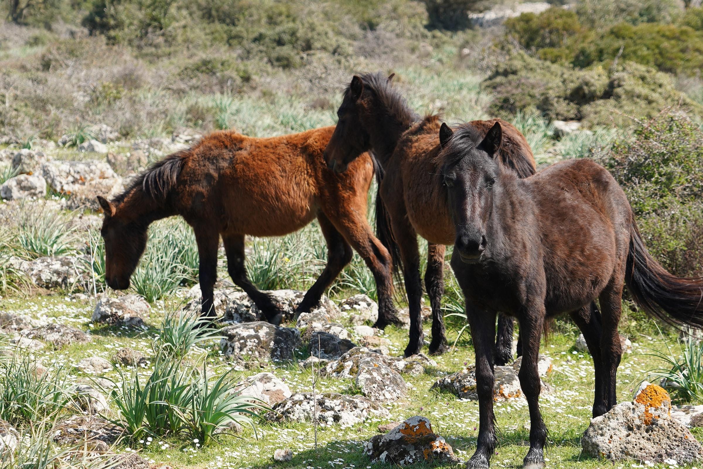Paarden in Giara di Gesturi, Sardinië