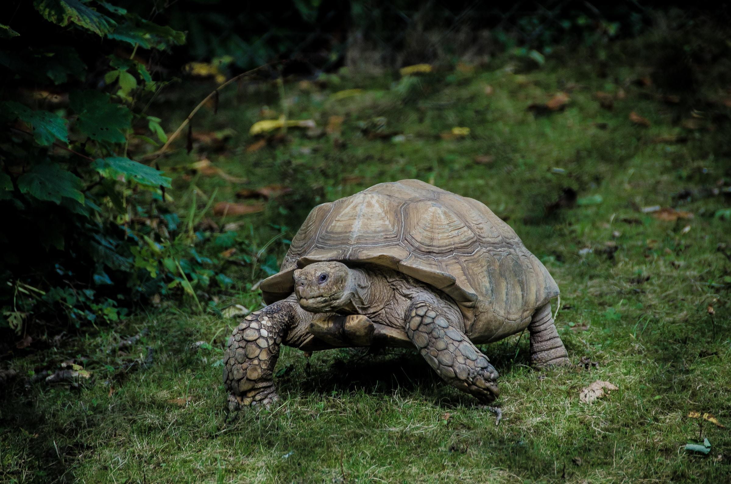Grote lopende schildpad in bos