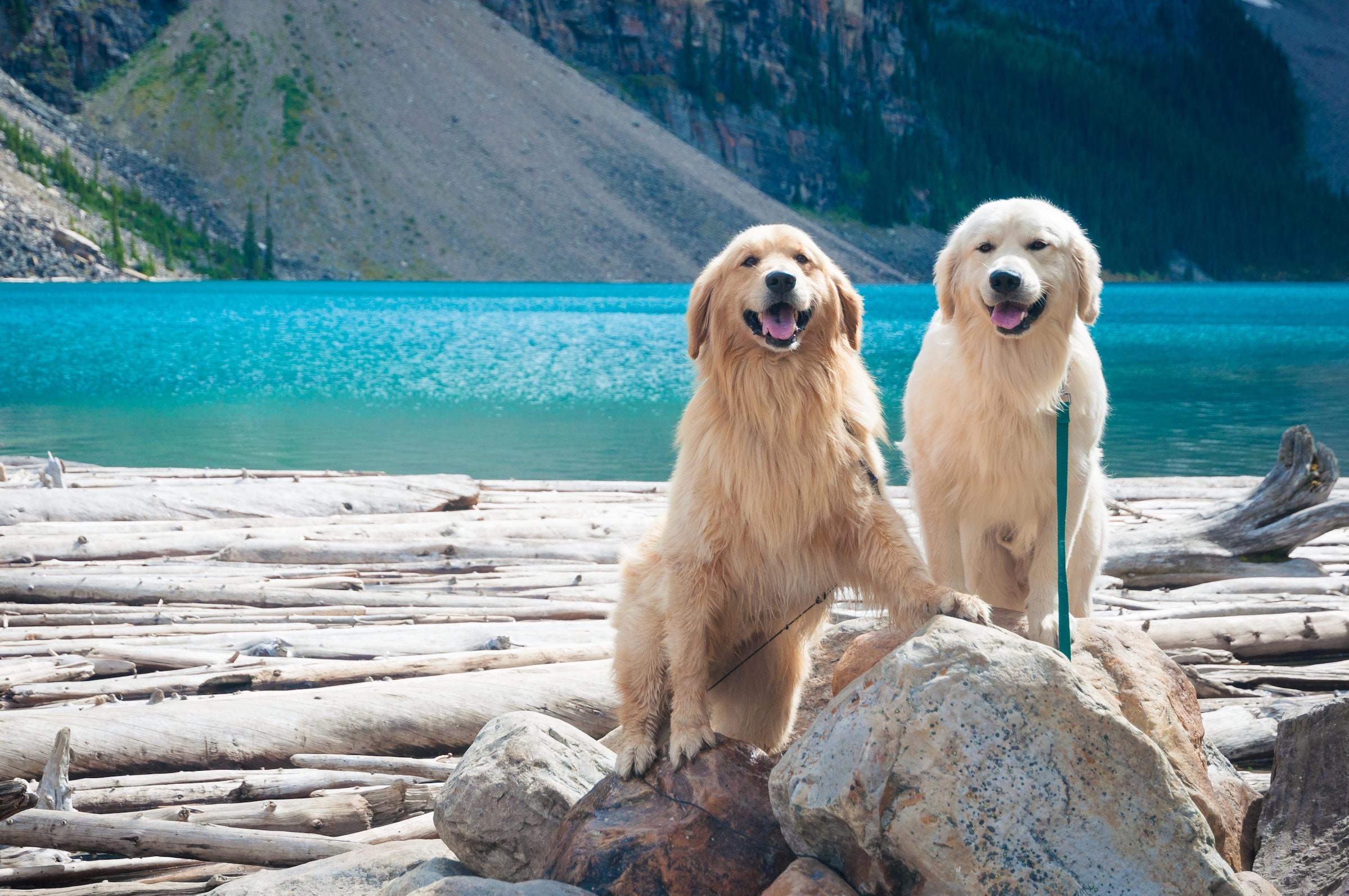 Twee Golden Retrievers