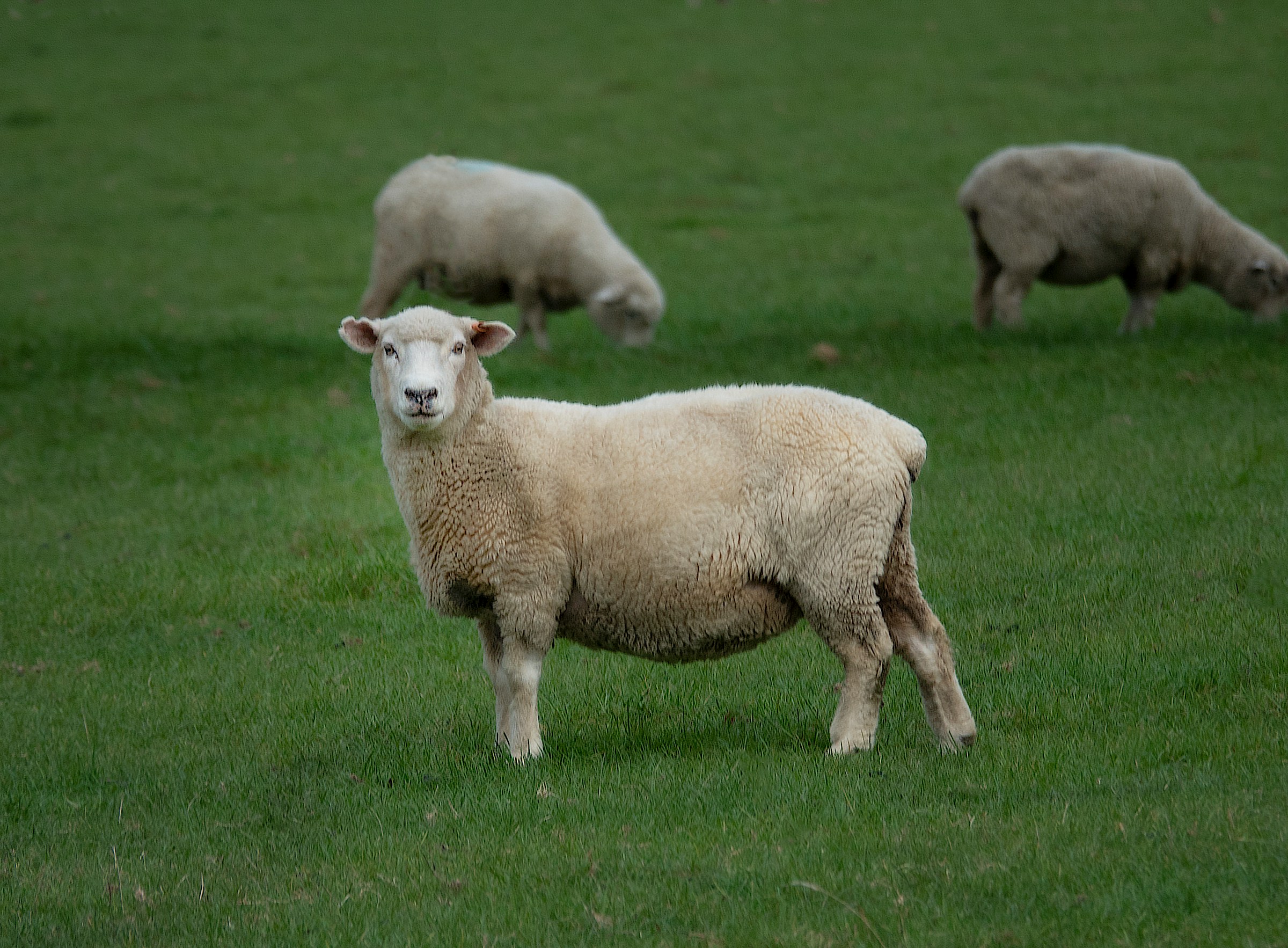 Schaap op voorgrond in wei