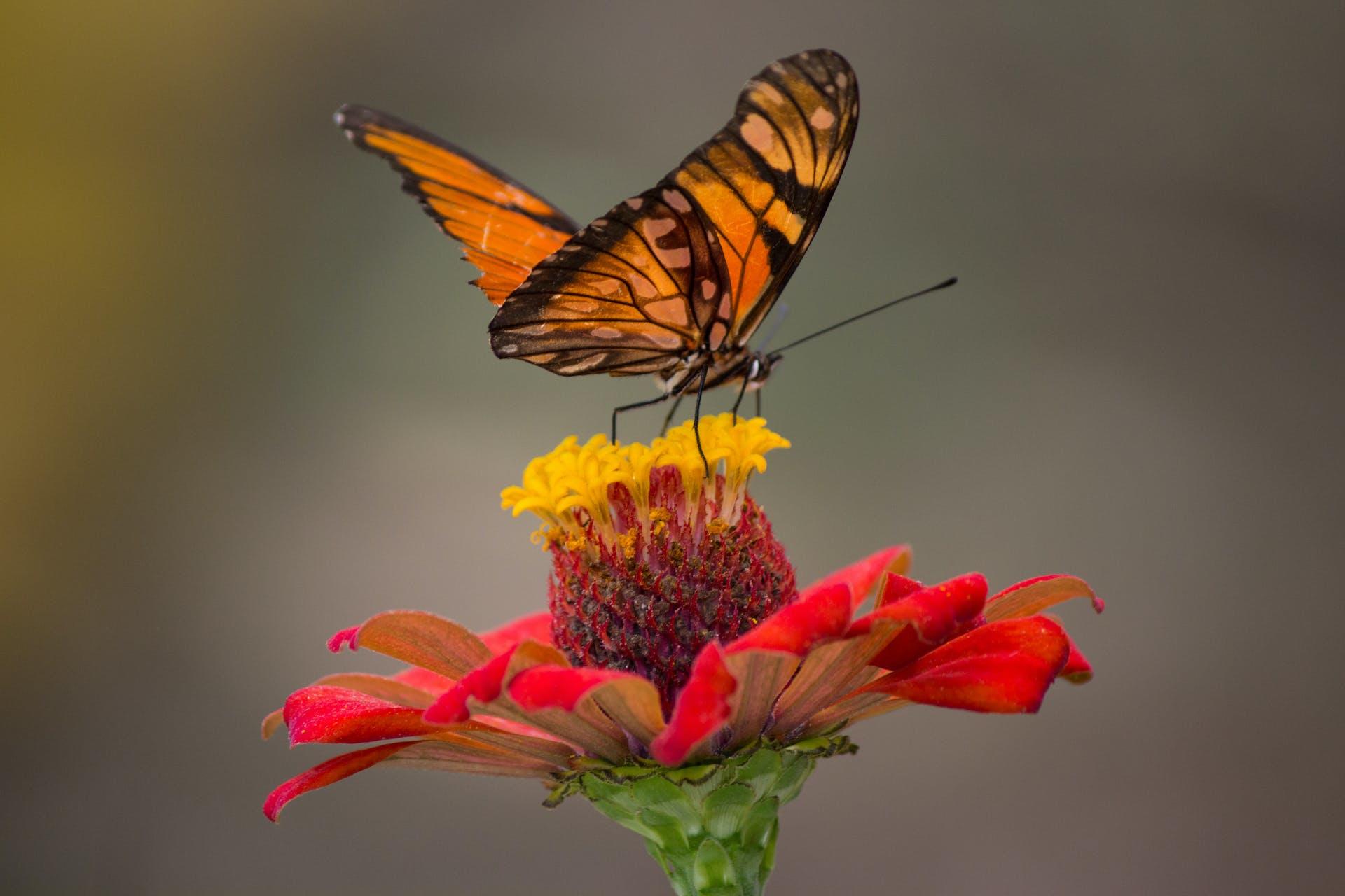 Een vlinder op een bloem