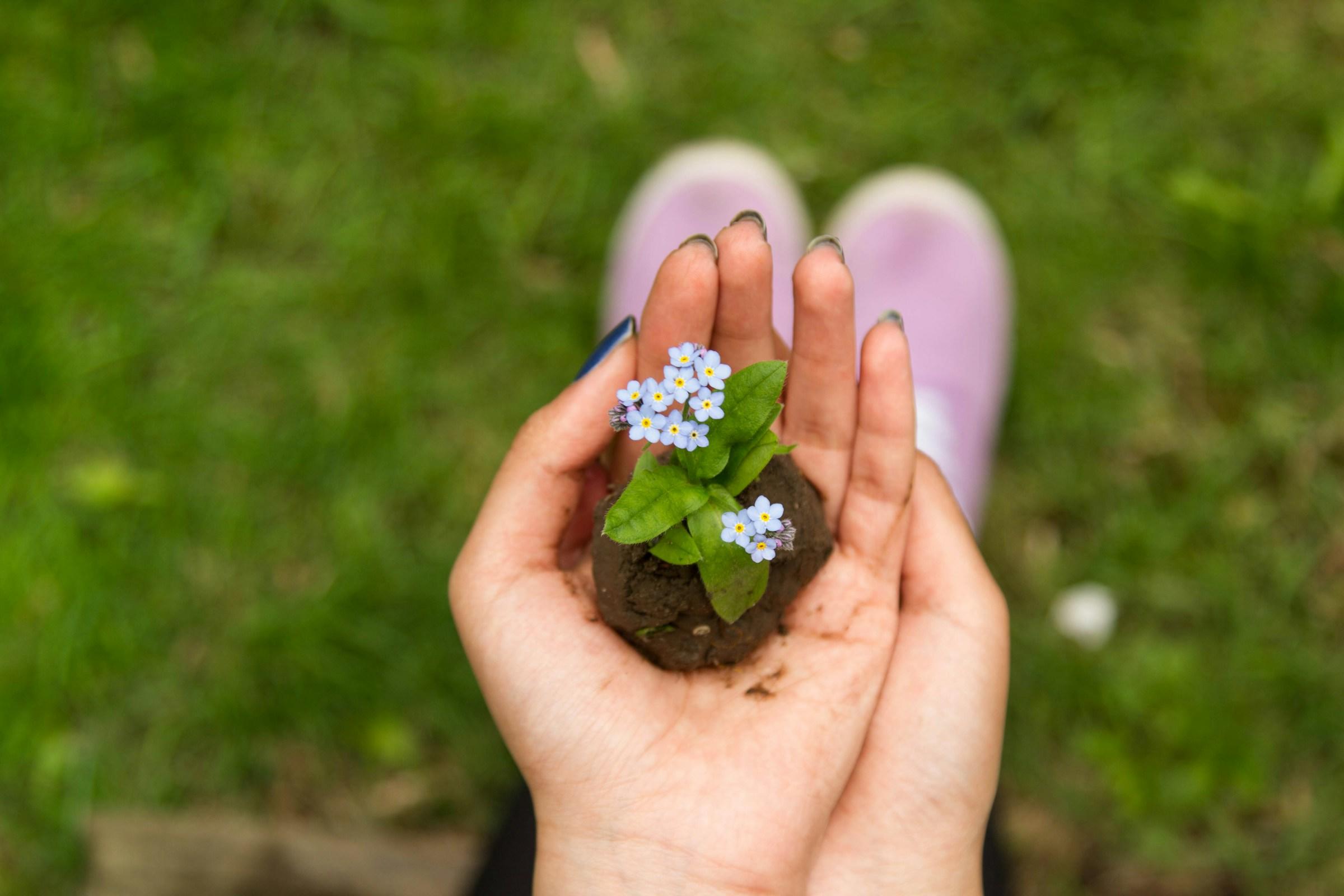 Kluitje aarde met plantje op hand