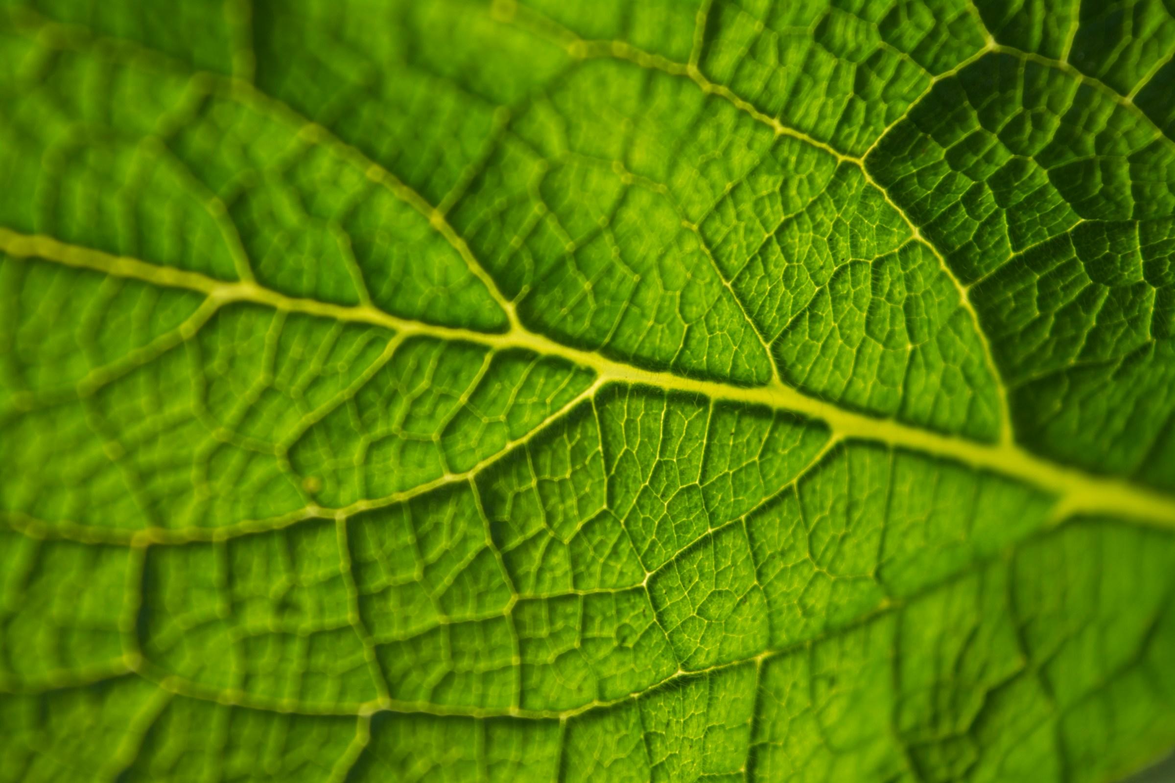 Groen blad met nerven