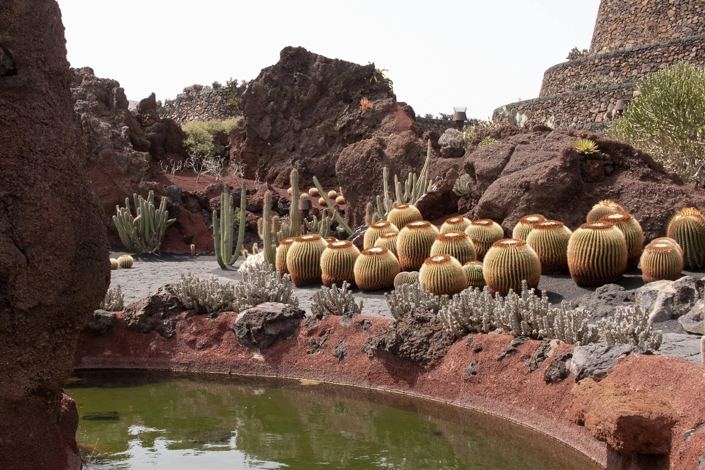 Verschillende soorten cactussen omringd door rotsen en water
