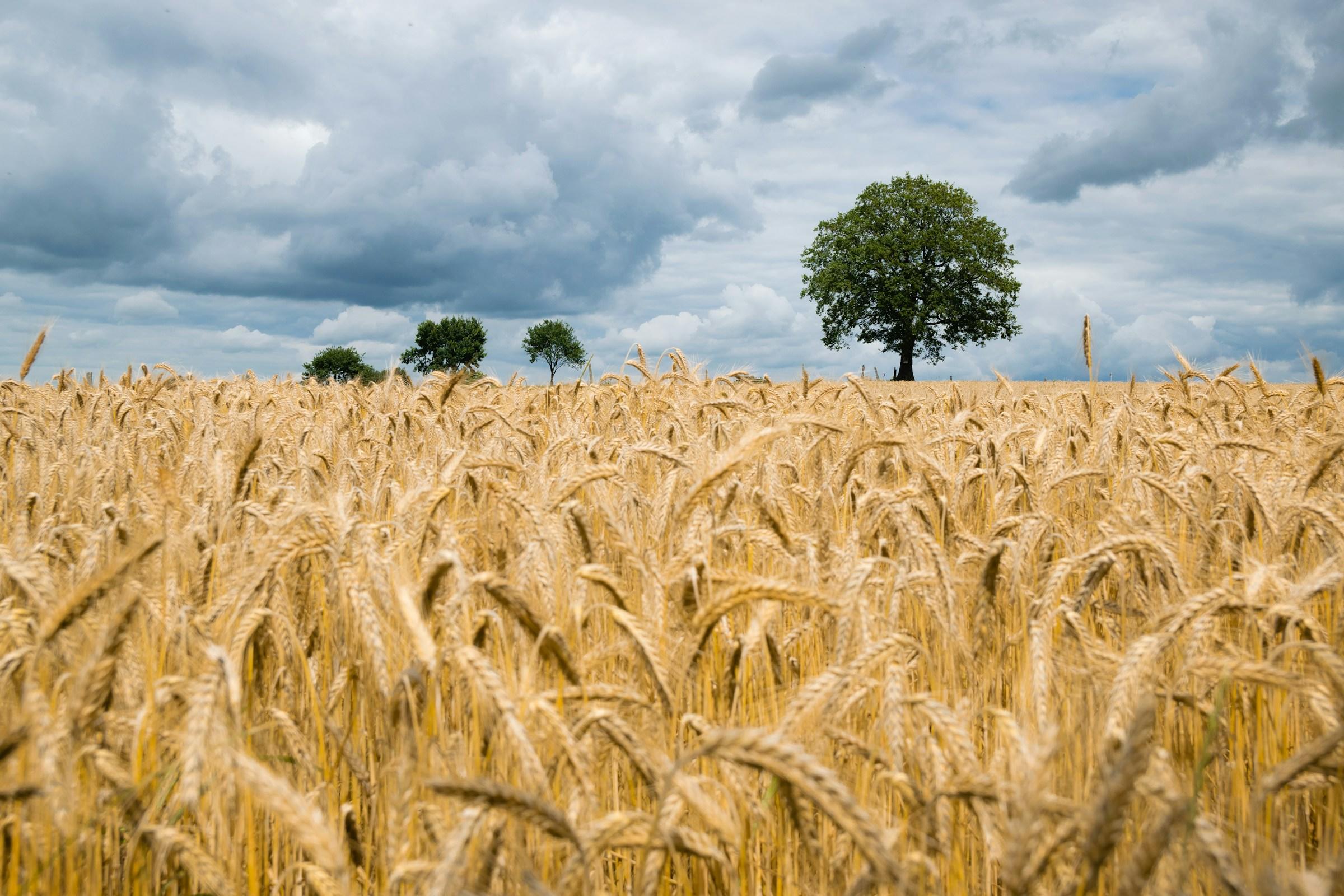 Geel graanveld aan blauwe horizon met een paar bomen