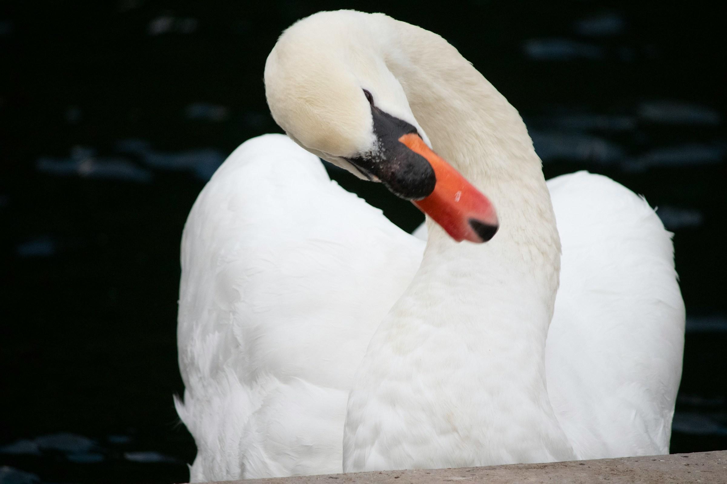 Witte zwaan tegen zwarte achtergrond