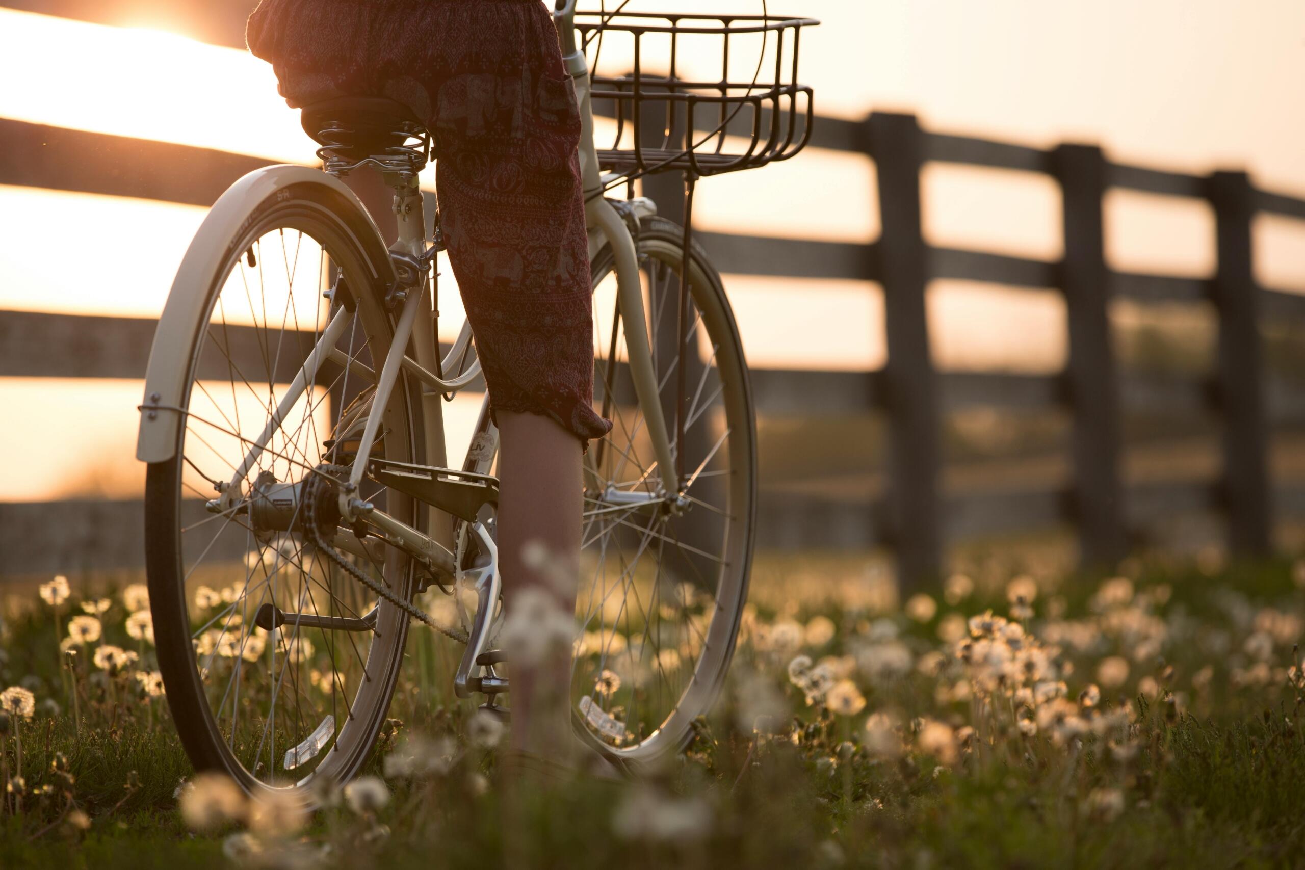 Een persoon fietst door een veld vol bloemen tijdens zonsondergang, met een houten omheining op de achtergrond.