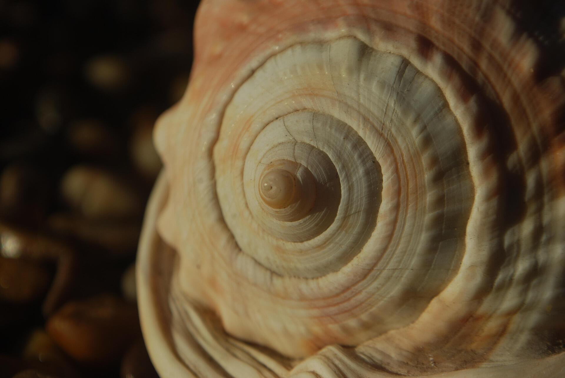Close-up schelp