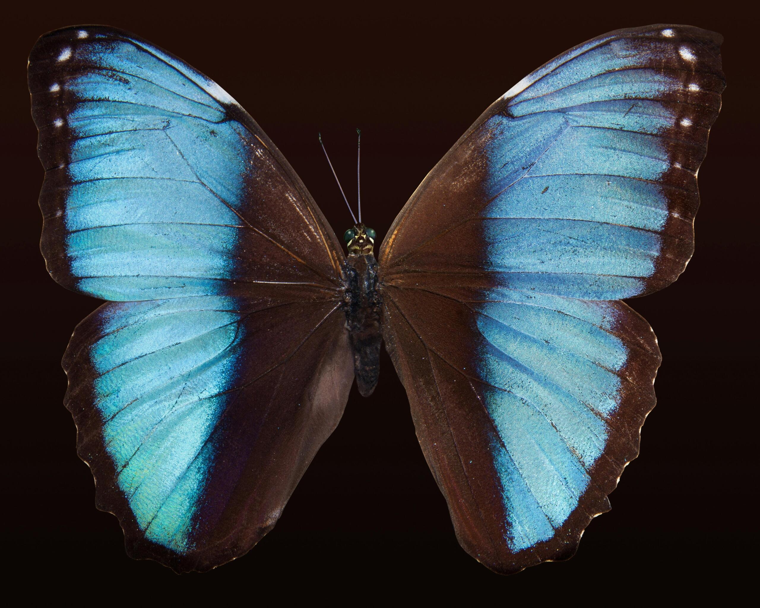 Blauwe vlinder met symmetrische vleugels als voorbeeld van wiskundige patronen.