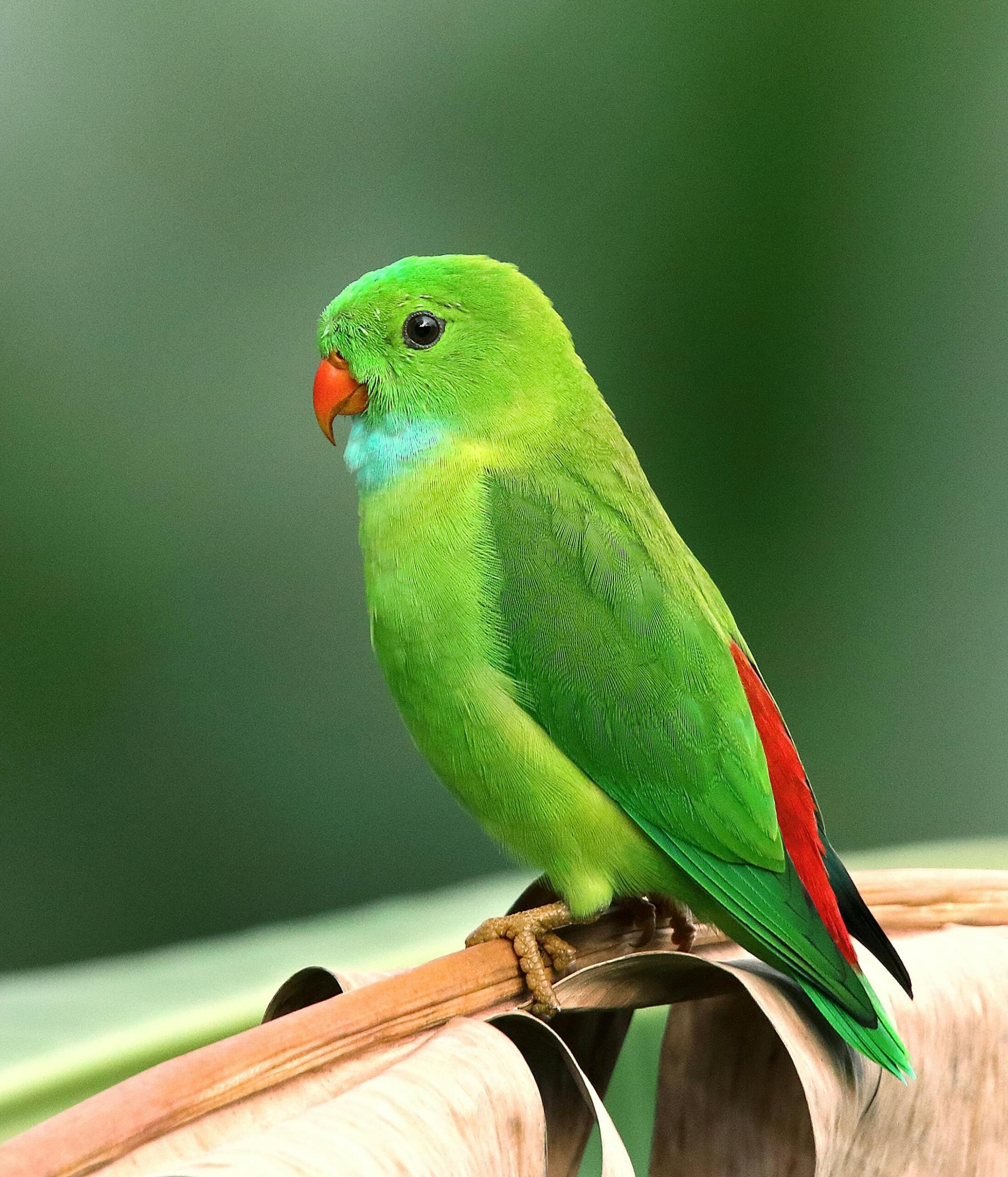 Een felgroene vogel met rood snaveltje op een tak.
