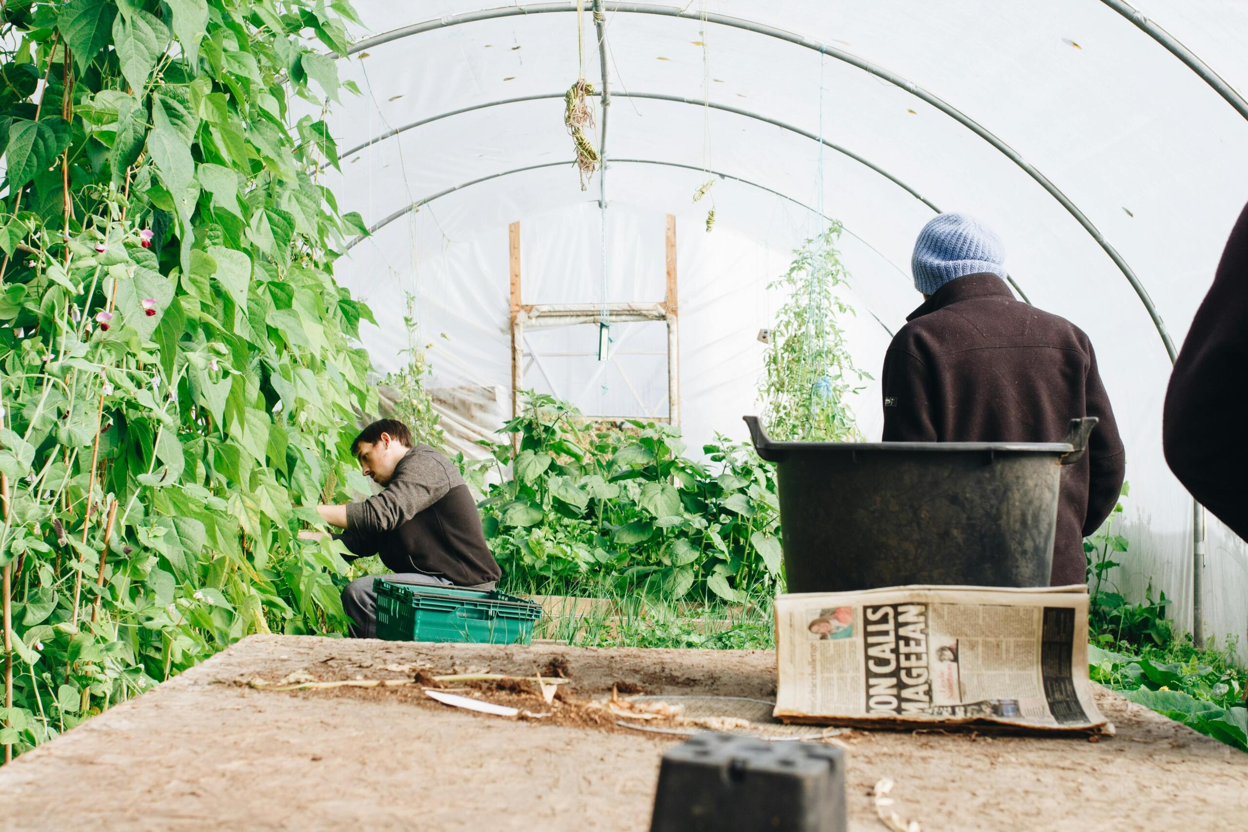 Twee mensen werken in een grote kas tussen groene planten, met gereedschap en een krant op de voorgrond.